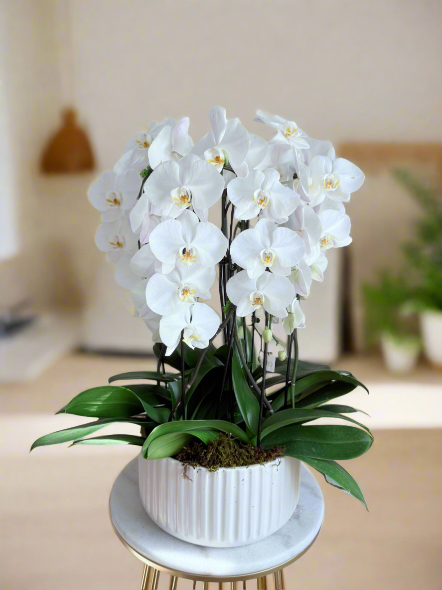 Celestial Orchid_Bloom and Petals_Oakville