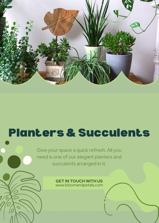 A promotional image featuring various potted succulent plants with decorative elements like a wooden slice and leaves, indicating a offering of plant centrepieces.