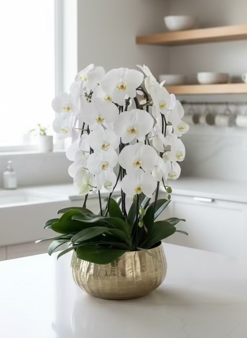 White orchid in a silver pot on a kitchen counter with wooden shelves and white cabinets.